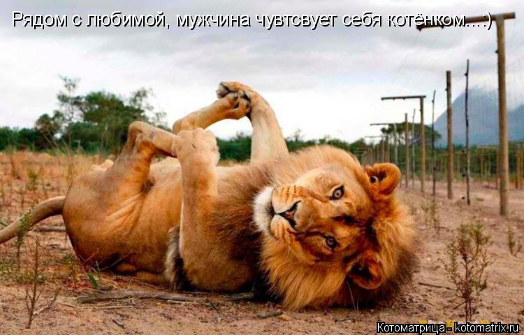 Котоматрица: Рядом с любимой, мужчина чувтсвует себя котёнком...:)