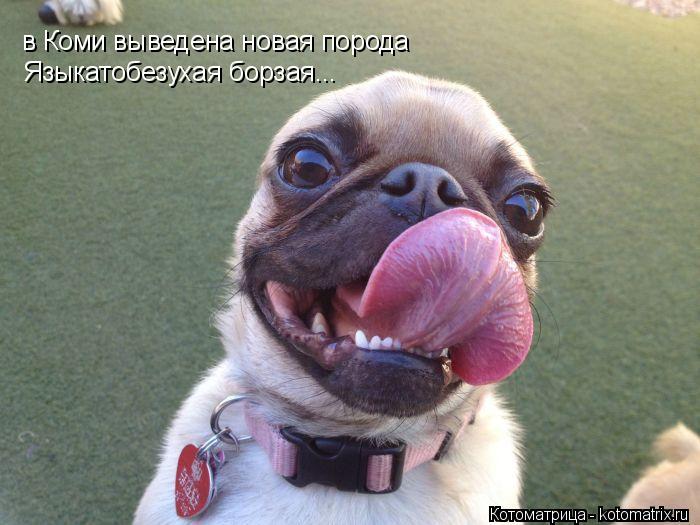 Котоматрица: в Коми выведена новая порода Языкатобезухая борзая...