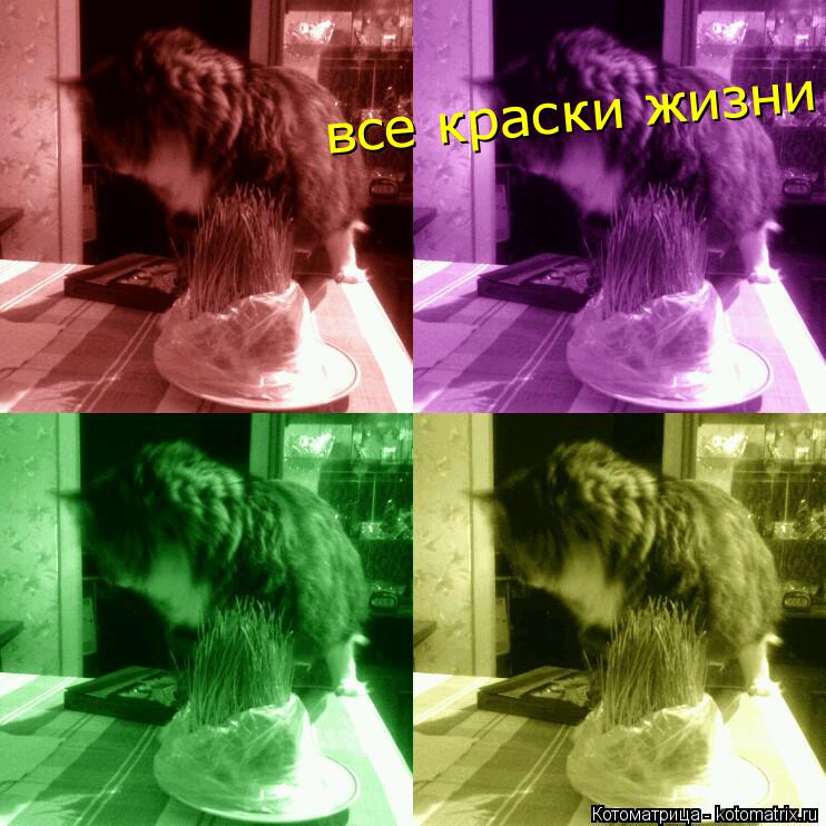 все краски жизни... Котоматрица: все краски жизни