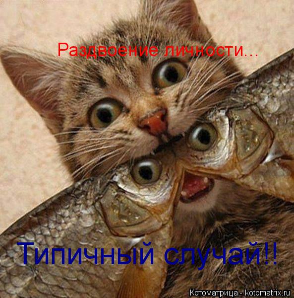 Котоматрица: Раздвоение личности... Типичный случай!!