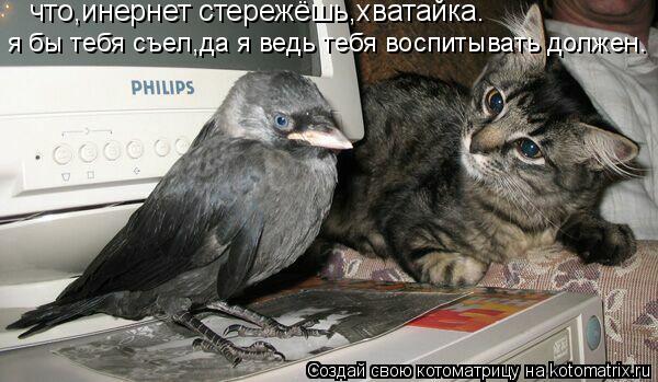 Котоматрица: что,инернет стережёшь,хватайка. я бы тебя съел,да я ведь тебя воспитывать должен.