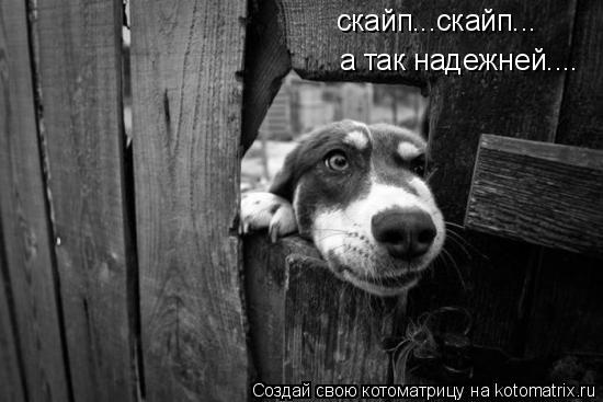 Котоматрица: скайп...скайп... а так надежней....