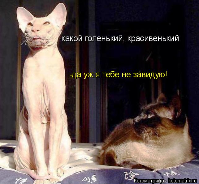 Котоматрица: -какой голенький, красивенький -да уж я тебе не завидую!