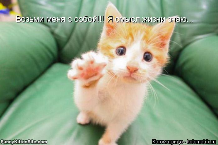 Котоматрица: Возьми меня с собой!!! Я смысл жизни знаю...