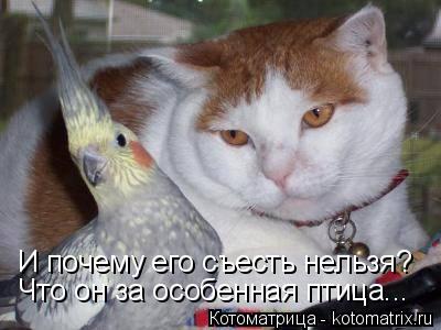 Котоматрица: И почему его съесть нельзя? Что он за особенная птица...