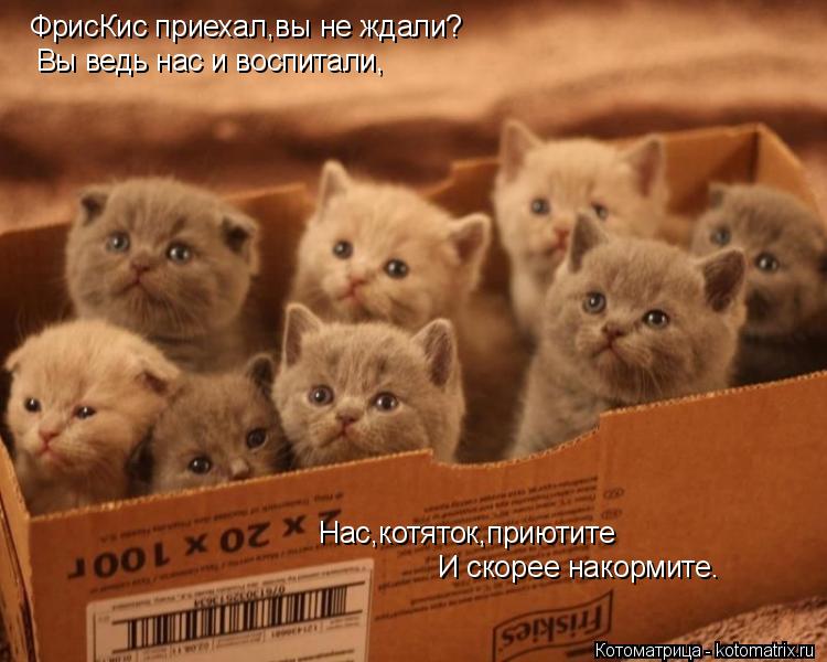 Котоматрица: ФрисКис приехал,вы не ждали? Вы ведь нас и воспитали, Нас,котяток,приютите И скорее накормите.