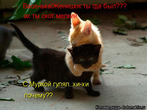 Котоматрица: Васенька!Женишок ты где был??? ах ты скот мелкий С Муркой гулял С Муркой гулял..хи-хи почему??