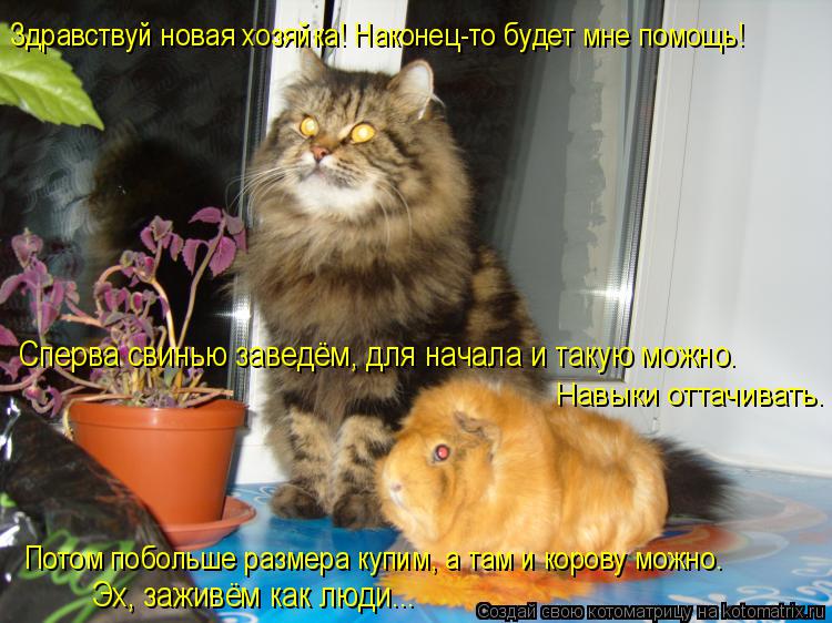 Котоматрица: Здравствуй новая хозяйка! Наконец-то будет мне помощь! Сперва свинью заведём, для начала и такую можно. Навыки оттачивать. Потом побольше ра
