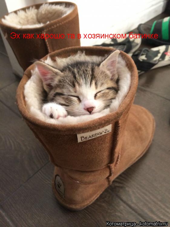 Котоматрица: Эх как харошо та в хозяинском батинке