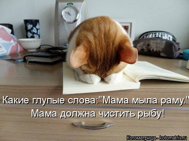 Котоматрица: Какие глупые слова:"Мама мыла раму." Мама должна чистить рыбу!