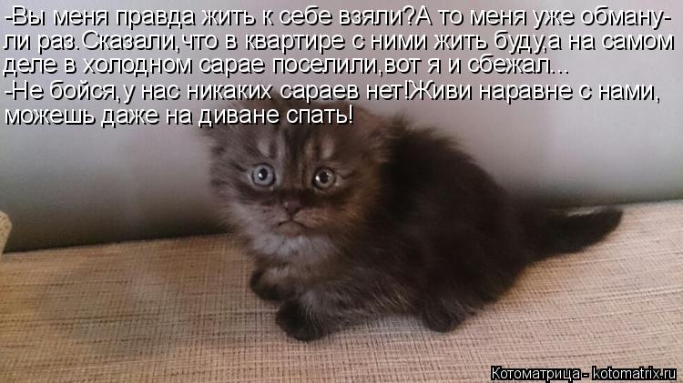 -Вы меня правда жить к себе взяли?А то меня уже обману- ли раз.Сказали,что в квартире с ними жить буд... Котоматрица: -Вы меня правда жить к себе взяли?А то меня уже обману- ли раз.Сказали,что в квартире с ними жить буду,а на самом деле в холодном сарае поселил