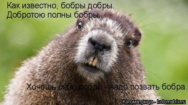 Котоматрица: Как известно, бобры добры.  Добротою полны бобры.  Хочешь себе добра - надо позвать бобра.