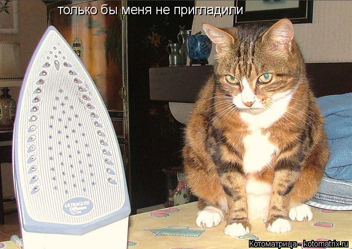 Котоматрица: только бы меня не пригладили