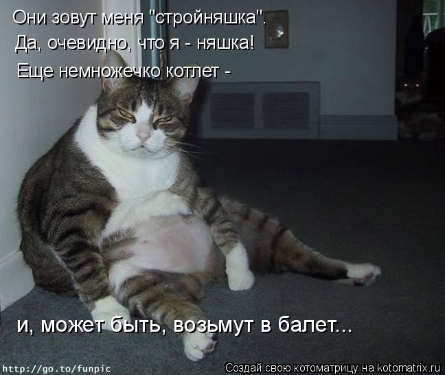 Они зовут меня "стройняшка". Да, очевидно, что я - няшка! Еще немножечко котлет - и, может быть, воз... Котоматрица: Они зовут меня "стройняшка". Да, очевидно, что я - няшка! Еще немножечко котлет - и, может быть, возьмут в балет...