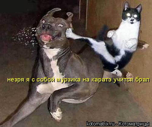 незря я с собой мурзика на каратэ учится брал... Котоматрица: незря я с собой мурзика на каратэ учится брал