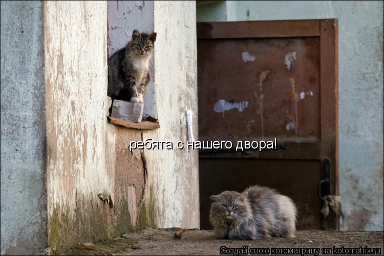 Котоматрица: ребята с нашего двора!