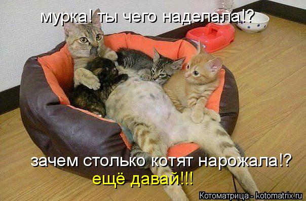 мурка! ты чего наделала!? зачем столько котят нарожала зачем столько котят нарожала!? ещё давай!!!... Котоматрица: мурка! ты чего наделала!? зачем столько котят нарожала зачем столько котят нарожала!? ещё давай!!!
