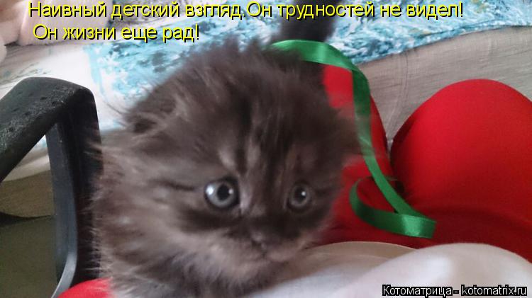 Наивный детский взгляд.Он трудностей не видел! Он жизни еще рад!... Котоматрица: Наивный детский взгляд.Он трудностей не видел! Он жизни еще рад!