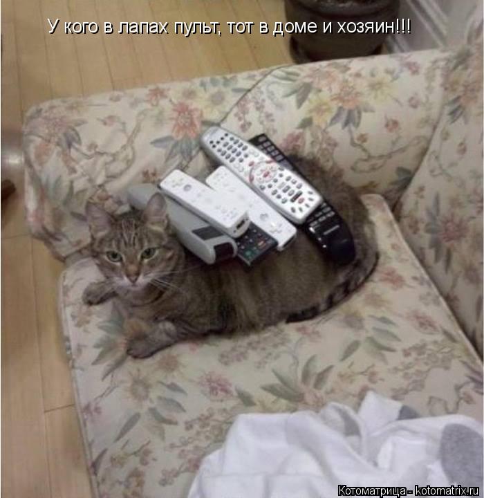 Котоматрица: У кого в лапах пульт, тот в доме и хозяин!!!