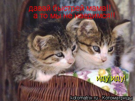 Котоматрица: давай быстрей мама!! а то мы не наедимся!! иду иду!