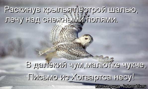 лечу над снежными полями. Раскинув крылья пёстрой шалью, В далёкий чум,малютке чукче, Письмо из Пись... Котоматрица: лечу над снежными полями. Раскинув крылья пёстрой шалью, В далёкий чум,малютке чукче, Письмо из Письмо из Хогвартса несу!