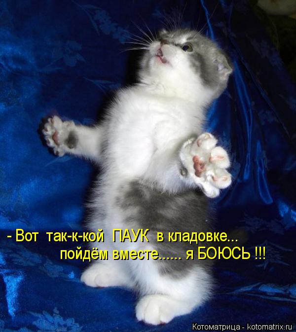 Котоматрица: - Вот  так-к-кой  ПАУК  в кладовке...  пойдём вместе...... я БОЮСЬ !!!