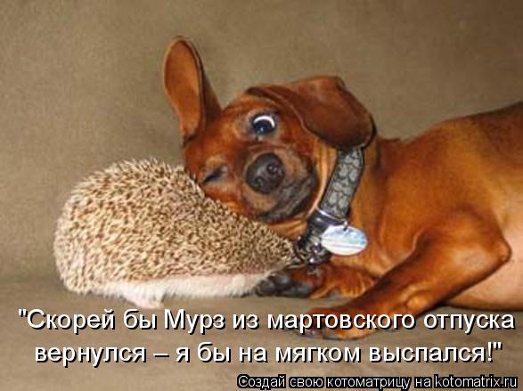 "Скорей бы Мурз из мартовского отпуска вернулся – я бы на мягком выспался!"... Котоматрица: "Скорей бы Мурз из мартовского отпуска вернулся – я бы на мягком выспался!"