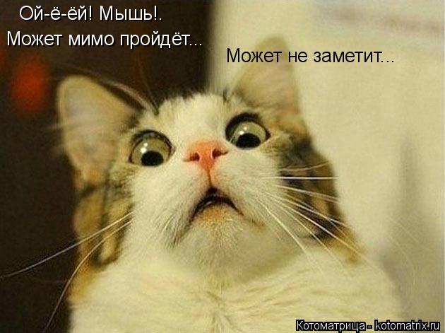 Котоматрица: Ой-ё-ёй! Мышь!. Может мимо пройдёт... Может не заметит...