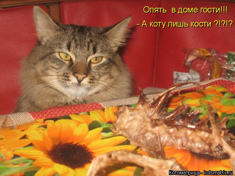 Котоматрица: Опять  в доме гости!!!  Опять  в доме гости!!!   - А коту лишь кости ?!?!?   - А коту лишь кости ?!?!?