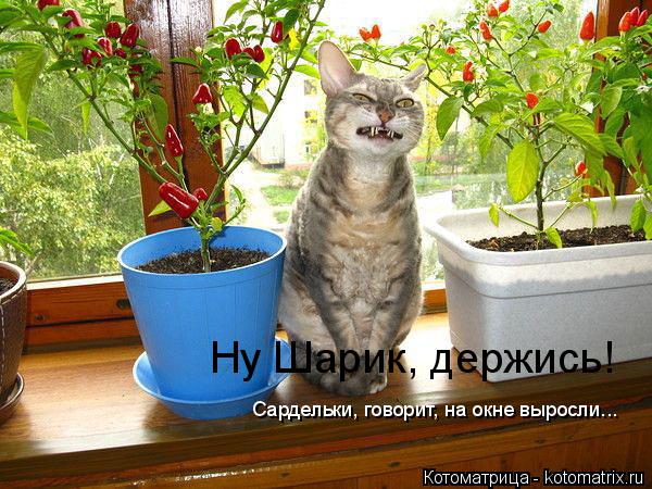 Котоматрица: Ну Шарик, держись! Сардельки, говорит, на окне выросли...