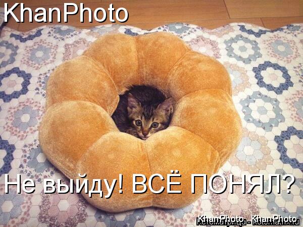 Котоматрица: Не выйду! ВСЁ ПОНЯЛ? KhanPhoto KhanPhoto KhanPhoto