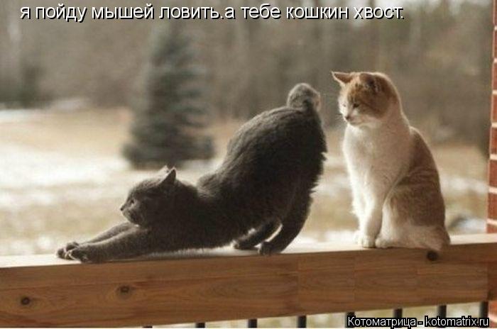 Котоматрица: я пойду мышей ловить.а тебе кошкин хвост.
