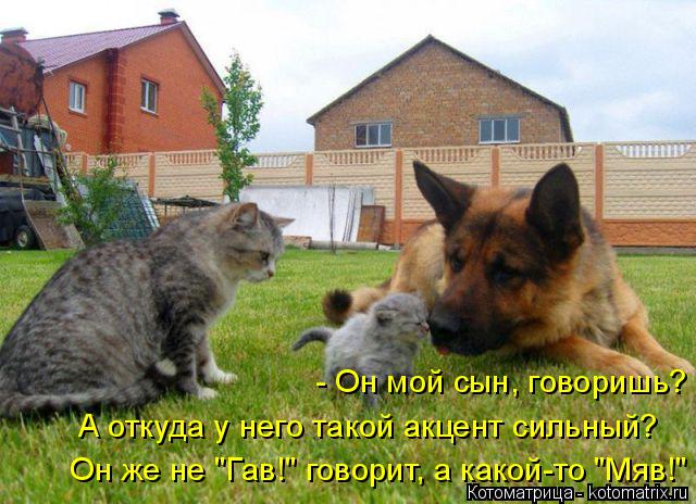 - Он мой сын, говоришь? А откуда у него такой акцент сильный? Он же не "Гав!" говорит, а какой-то "Мя... Котоматрица: - Он мой сын, говоришь? А откуда у него такой акцент сильный? Он же не "Гав!" говорит, а какой-то "Мяв!"