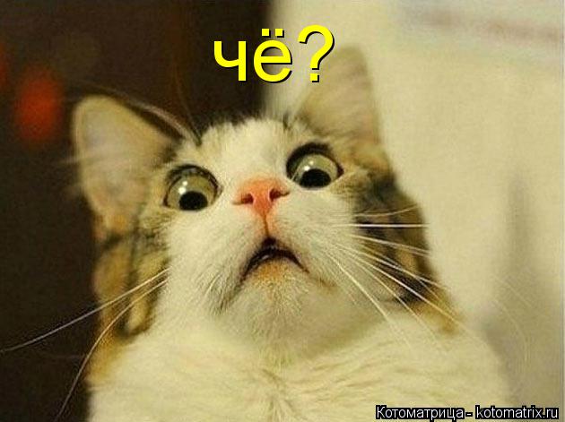 чё?... Котоматрица: чё?