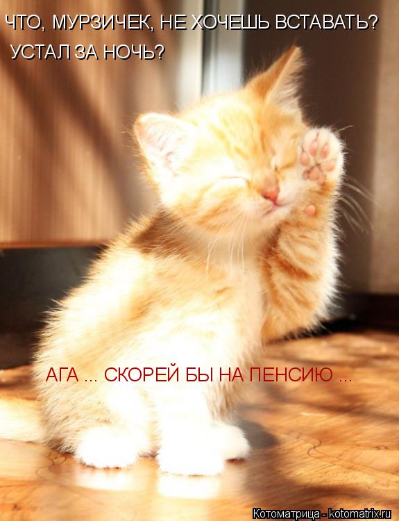ЧТО, МУРЗИЧЕК, НЕ ХОЧЕШЬ ВСТАВАТЬ? УСТАЛ ЗА НОЧЬ? АГА ... СКОРЕЙ БЫ НА ПЕНСИЮ ...... Котоматрица: ЧТО, МУРЗИЧЕК, НЕ ХОЧЕШЬ ВСТАВАТЬ? УСТАЛ ЗА НОЧЬ? АГА ... СКОРЕЙ БЫ НА ПЕНСИЮ ...
