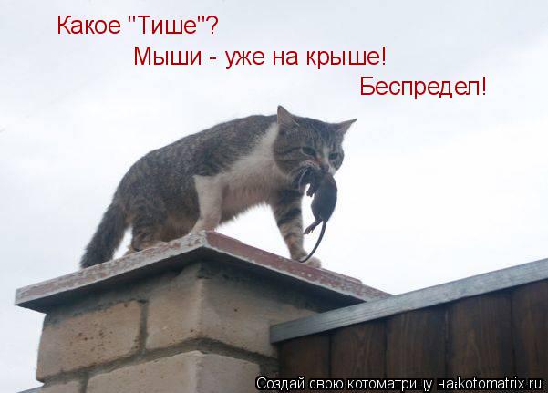 Котоматрица: Какое "Тише"? Беспредел! Мыши - уже на крыше!