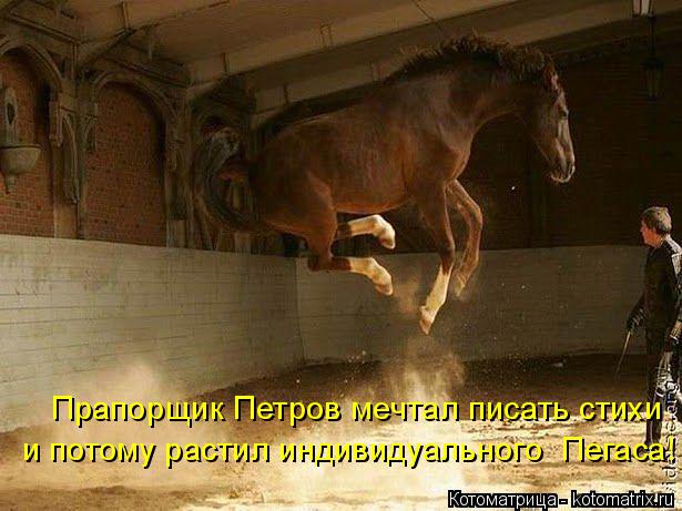 Котоматрица: Прапорщик Петров мечтал писать стихи и потому растил индивидуального  Пегаса!