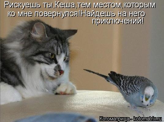 Рискуешь ты,Кеша,тем местом,которым ко мне повернулся!Найдешь на него приключений!... Котоматрица: Рискуешь ты,Кеша,тем местом,которым ко мне повернулся!Найдешь на него приключений!