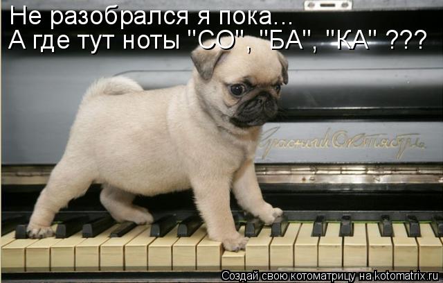 Котоматрица: Не разобрался я пока... А где тут ноты "СО", "БА", "КА" ???
