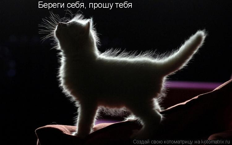 Береги себя, прошу тебя... Котоматрица: Береги себя, прошу тебя