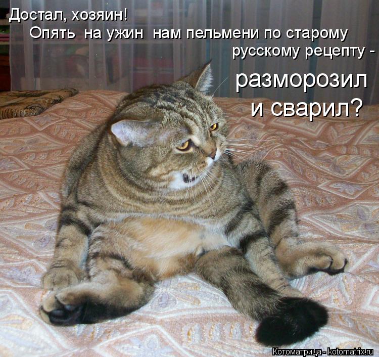 Котоматрица: Достал, хозяин! русскому рецепту - разморозил и сварил? разморозил  и сварил? Опять  на ужин  нам пельмени по старому