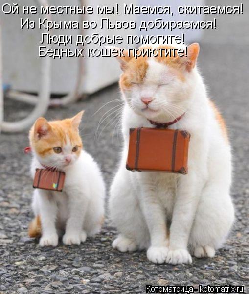 Котоматрица: Ой не местные мы! Маемся, скитаемся! Из Крыма во Львов добираемся! Люди добрые помогите! Бедных кошек приютите!
