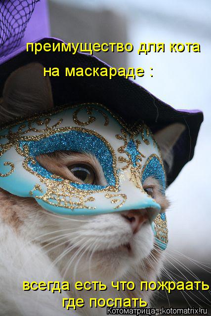 Котоматрица: преимущество для кота на маскараде : всегда есть что пожраать и где поспать