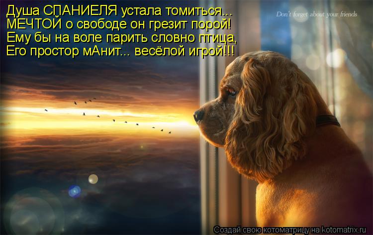 Котоматрица: Душа СПАНИЕЛЯ устала томиться... МЕЧТОЙ о свободе он грезит порой! Ему бы на воле парить словно птица, Его простор мАнит... весёлой игрой!!!