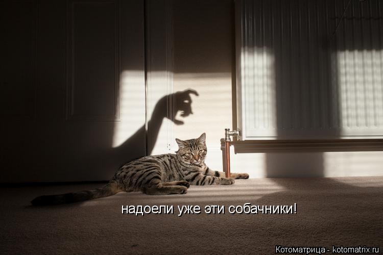 Котоматрица: надоели уже эти собачники!