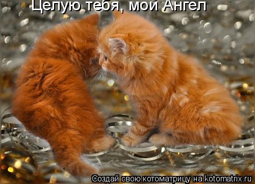 Целую тебя, мой Ангел... Котоматрица: Целую тебя, мой Ангел