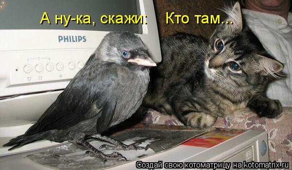 Котоматрица: А ну-ка, скажи:    Кто там...