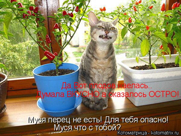 Муся что с тобой? Да,Вот плодов наелась.. Думала ВКУСНО а оказалось ОСТРО!.. Муся перец не есть! Для ... Котоматрица: Муся что с тобой? Да,Вот плодов наелась.. Думала ВКУСНО а оказалось ОСТРО!.. Муся перец не есть! Для тебя опасно!