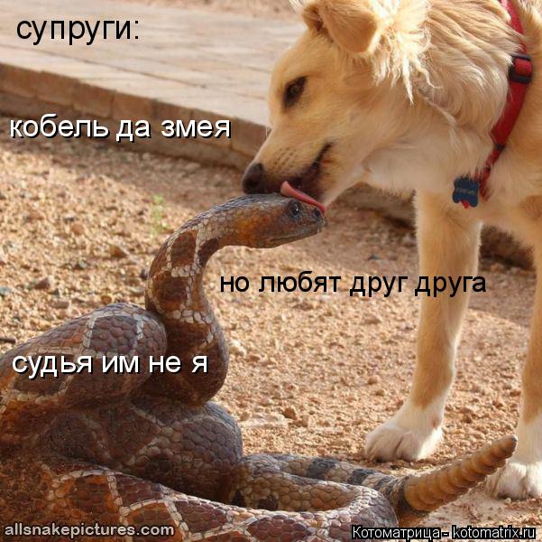 супруги: но любят друг друга кобель да змея судья им не я... Котоматрица: супруги: но любят друг друга кобель да змея судья им не я
