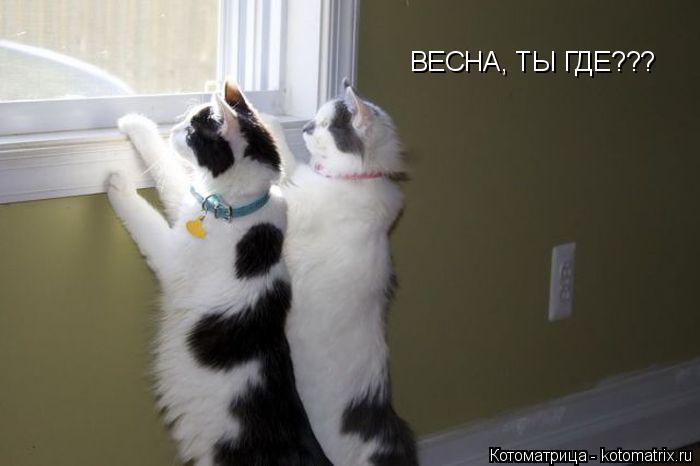 Котоматрица: ВЕСНА, ТЫ ГДЕ???